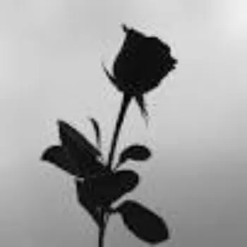 Fresh Black Rose